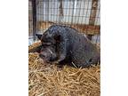 Penelope Pigglesworth, Pig (potbellied) For Adoption In Alameda, California