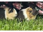 Harrison And Napoleon, Guinea Pig For Adoption In Tujunga, California
