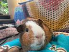 Pongo, Guinea Pig For Adoption In Tujunga, California