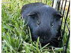 Joey, Guinea Pig For Adoption In Tujunga, California