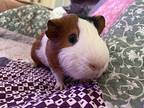 Motaz, Guinea Pig For Adoption In Tujunga, California