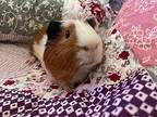 Stanley, Guinea Pig For Adoption In Tujunga, California