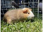 Oliver, Guinea Pig For Adoption In Tujunga, California