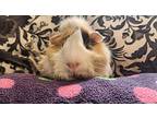 Timberland, Guinea Pig For Adoption In Tujunga, California