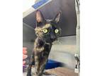 Milky Way, Domestic Shorthair For Adoption In Daytona Beach, Florida