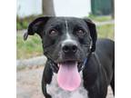 Adopt Beckett a Pit Bull Terrier