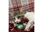 Dolly, Domestic Shorthair For Adoption In Elkhorn, Wisconsin