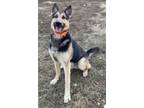 Adopt The Denzel - foster or adopt a German Shepherd Dog