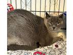 Ash, Siamese For Adoption In Fremont, Nebraska