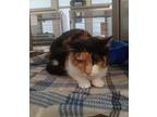 Rapunzel, Calico For Adoption In Dickson, Tennessee