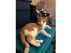 Cw, Domestic Shorthair For Adoption In Fremont, Nebraska