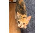 Kitten Harley Girl, Calico For Adoption In Fanklin, Tennessee