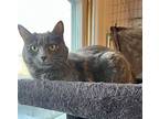 Emma, Domestic Shorthair For Adoption In Mcpherson, Kansas