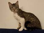 Pj, Domestic Shorthair For Adoption In Comanche, Texas