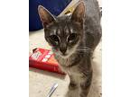 Greycie, Domestic Shorthair For Adoption In Cleveland, Ohio