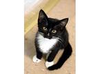 Stone, Domestic Shorthair For Adoption In Fort Leavenworth, Kansas