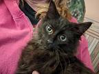 Harvey, Domestic Mediumhair For Adoption In Fremont, Nebraska