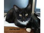 Catalina, Domestic Shorthair For Adoption In Fort Pierce, Florida