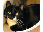 Millie, Domestic Shorthair For Adoption In Mcpherson, Kansas