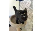 Jinx, Domestic Shorthair For Adoption In Mcpherson, Kansas