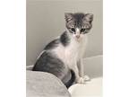 Kitten Dart, Domestic Mediumhair For Adoption In Fanklin, Tennessee