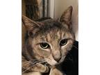 Sawyer, Domestic Shorthair For Adoption In Mcpherson, Kansas