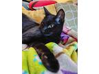 Sydney, Domestic Shorthair For Adoption In Fremont, Nebraska