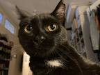 Sparks, Domestic Shorthair For Adoption In Cleveland, Ohio