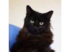 Jam, Domestic Longhair For Adoption In Las Vegas, Nevada