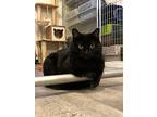 Casey, Domestic Shorthair For Adoption In Mcpherson, Kansas