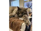 Hunter #1, Domestic Longhair For Adoption In Fremont, Nebraska