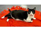 Macchiato, Domestic Shorthair For Adoption In Rockford, Illinois