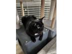 Licorice, Domestic Shorthair For Adoption In Melville, New York