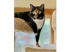 Bianca, Domestic Shorthair For Adoption In Melville, New York