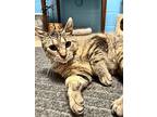 Heidi, Domestic Shorthair For Adoption In Fremont, Nebraska