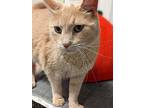 Rollie, Domestic Shorthair For Adoption In Fremont, Nebraska