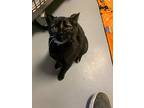 Pudding, American Shorthair For Adoption In Barron, Wisconsin
