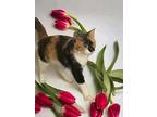 Bella, Calico For Adoption In Newmarket, Ontario