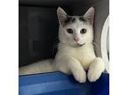 Buck, Domestic Shorthair For Adoption In Sheboygan, Wisconsin