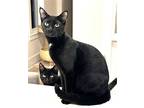 Kitten Distinguished Derrick, Domestic Shorthair For Adoption In Fanklin