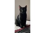 Kole, Domestic Shorthair For Adoption In Melville, New York