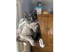 Willow, Domestic Shorthair For Adoption In Melville, New York