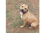 Dannyboy, American Pit Bull Terrier For Adoption In Toney, Alabama