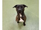 82387 Xavier, American Pit Bull Terrier For Adoption In Spanish Fork, Utah