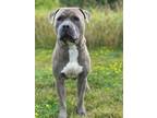 Jesse, American Pit Bull Terrier For Adoption In Elkhorn, Wisconsin