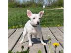 Mollie, Terrier (unknown Type, Small) For Adoption In Elkhorn, Wisconsin