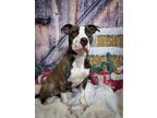 Gibler, American Pit Bull Terrier For Adoption In Elkhorn, Wisconsin