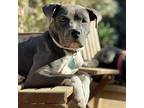 Nikki Aka Nickle, American Staffordshire Terrier For Adoption In Chatsworth