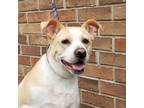 Sullivan, Retriever (unknown Type) For Adoption In Savannah, Georgia