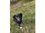 Teddy, Flat-coated Retriever For Adoption In Newmarket, Ontario